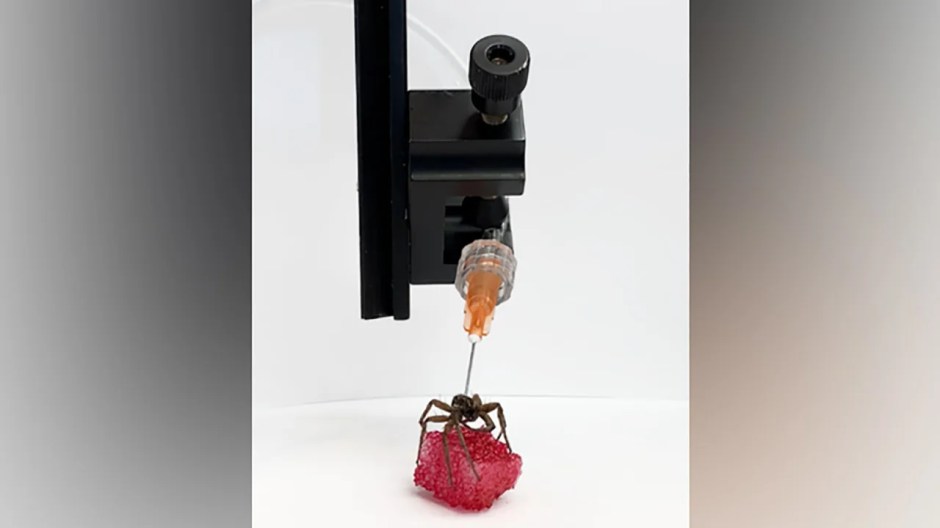 premios Ig Nobel araña
