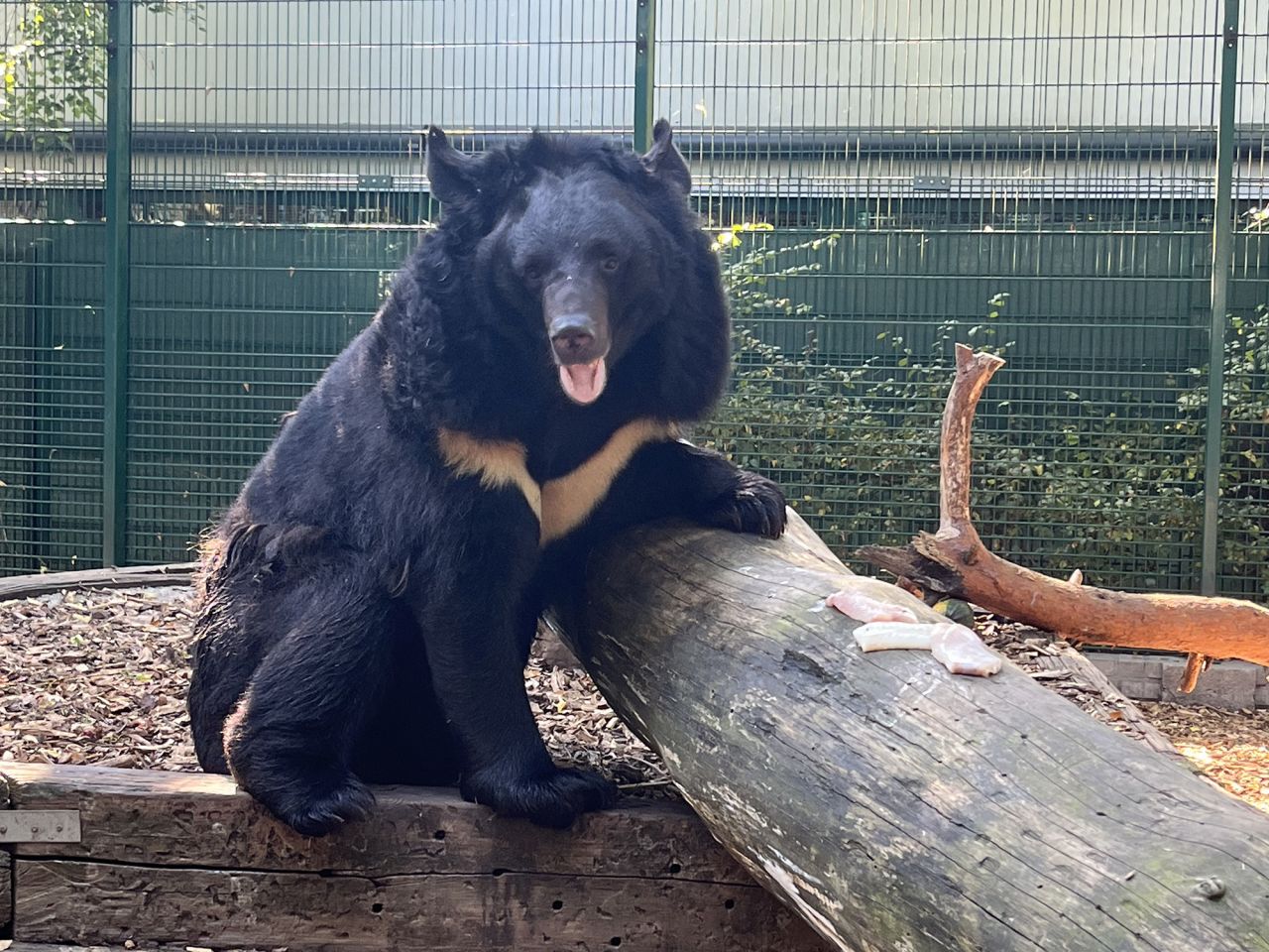 Un oso ucraniano traumatizado por la guerra será adoptado por un zoológico en Escocia