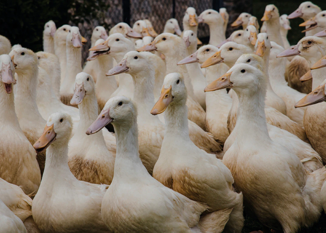 Hungría sacrifica 51 mil patos al detectar un nuevo foco de gripe aviar