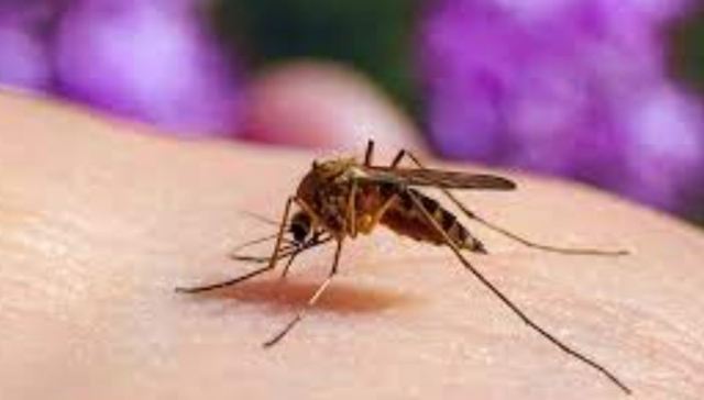 Acabar con la malaria editando el ADN de un mosquito, la propuesta de un científico africano