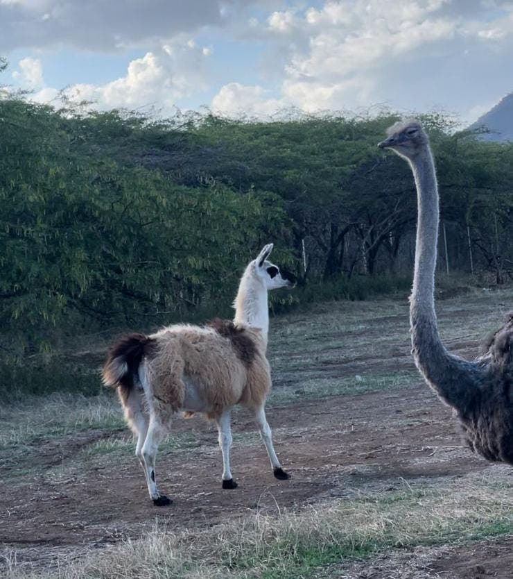 Un Safari Tropical en Baní, una opción diferente para turismo interno 2 pp