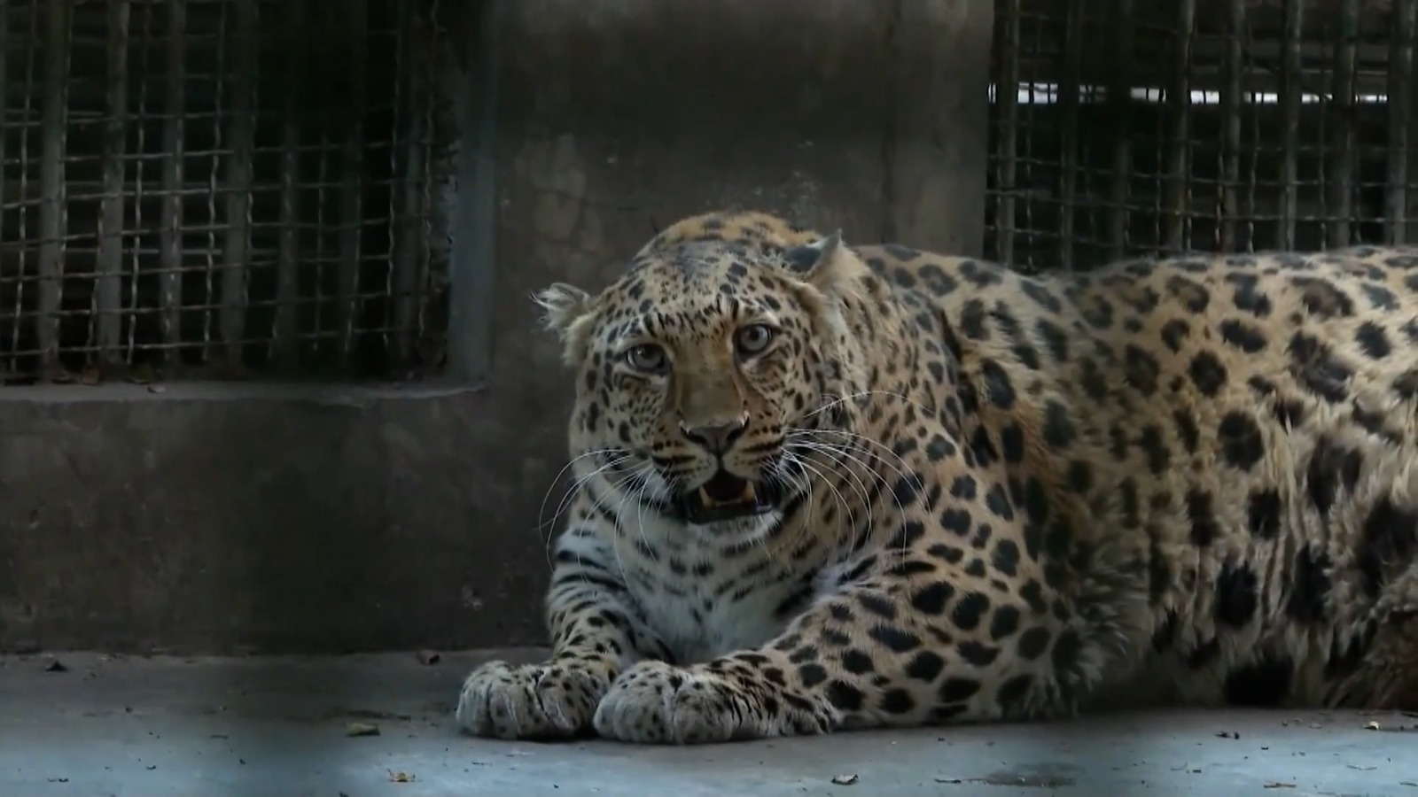 Un zoológico en China pone a dieta a un obeso leopardo | Video