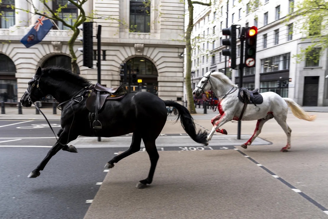 Uno de los caballos fue fotografiado cubierto de sangre, aunque aún no están claras las circunstancias en las que se produjo. (Crédito: Jordan Pettitt/PA)
