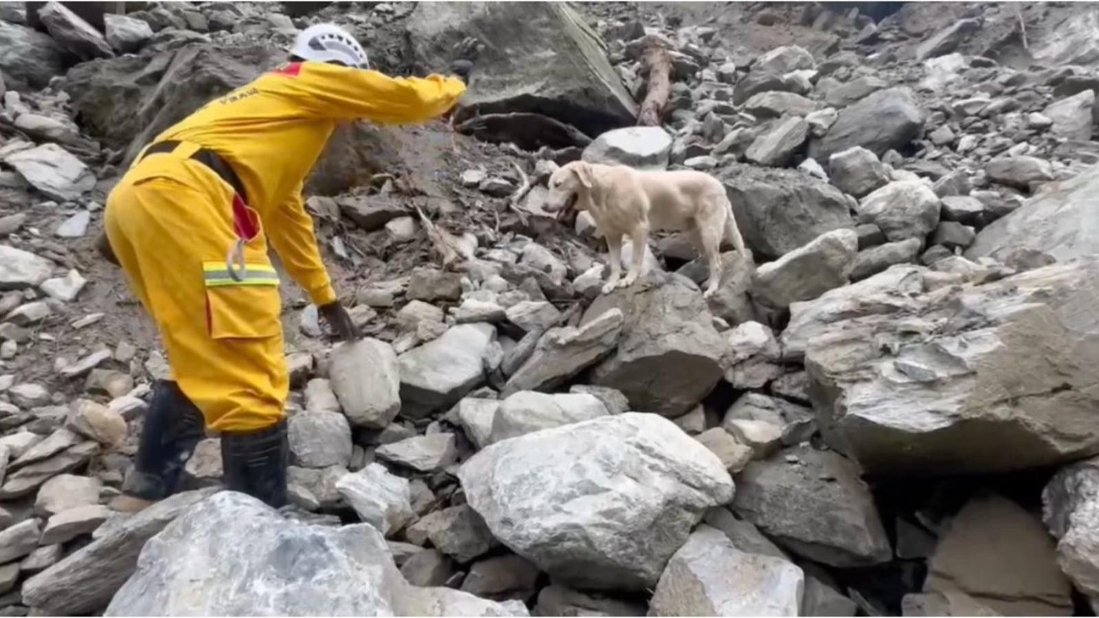 Roger, un perro demasiado juguetón, se convierte en la estrella de la respuesta al terremoto de Taiwán | Video