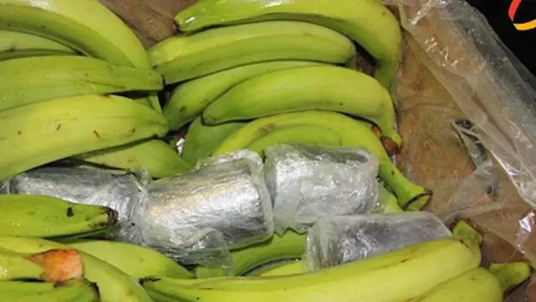 Incautan en Rusia 60 kilos de cocaína en barco con plátanos procedente de Ecuador