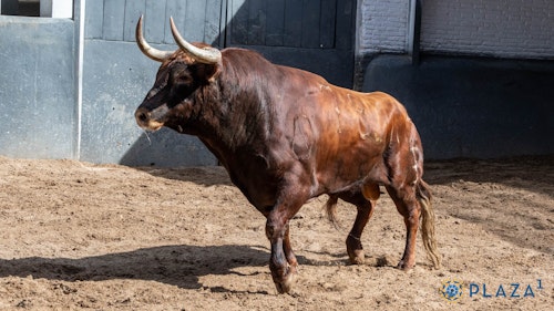 San Isidro, en directo: Toros de hoy en Madrid y última hora de Calita, Francisco de Manuel y Álvaro Alarcón