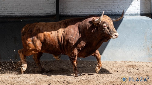 Toros en Las Ventas de Madrid por San Isidro, en directo: última hora de Morante de la Puebla, Sebastián Castella y Fernando Adrián hoy