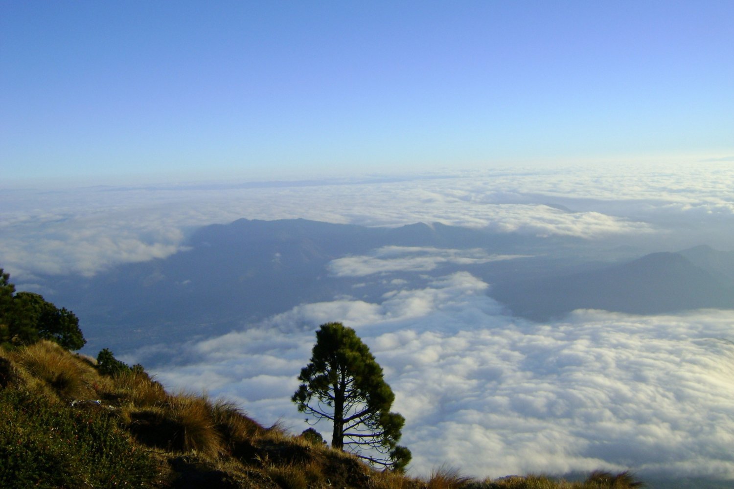 Los árboles tienen un secreto que podría salvar vidas antes de una erupción volcánica